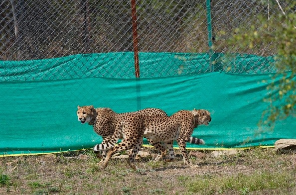 कूनो राष्ट्रीय उद्यान में बोत्सवाना से आए 9 चीते, भारत में चीतों की बढ़ती आबादी 48 तक पहुंची