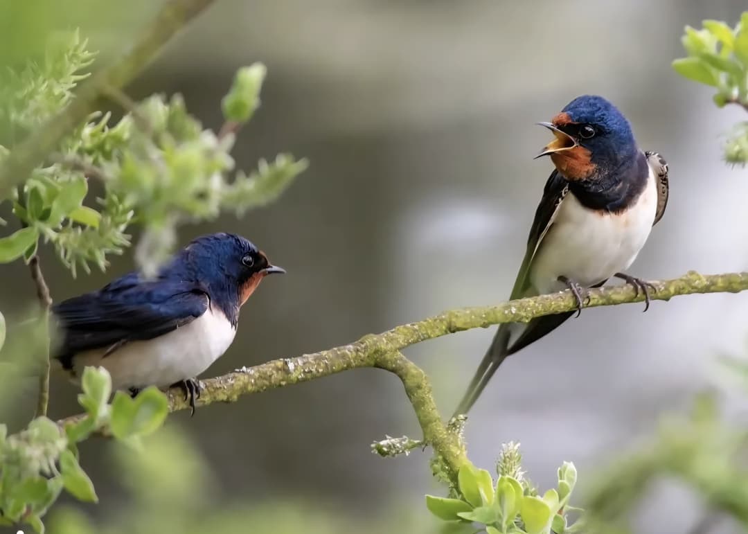 खैरागढ़ के ईको कैंप छिंदारी में ‘बर्डवॉक’ बना आकर्षण का केंद्र