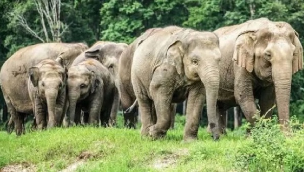 जशपुर के चार वन परिक्षेत्रों में 32 हाथियों का विचरण, वन विभाग अलर्ट
