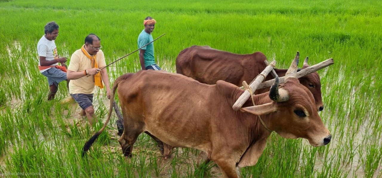 अपनी माटी और खेती-किसानी से मुख्यमंत्री साय का आत्मीय जुड़ाव, हल की मूठ थामते ही जीवंत हुईं खेती-किसानी से जुड़ी पुरानी स्मृतियां